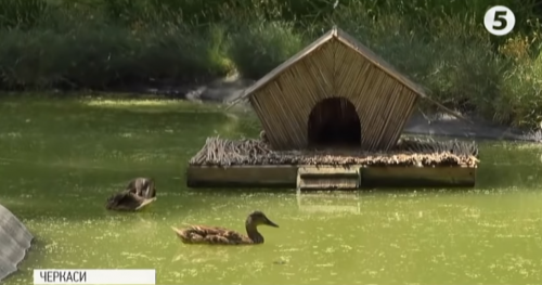 Дикі качки "окупували" фонтан водоканалу в Черкасах (відео)