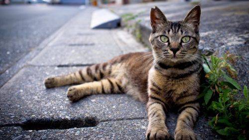 Черкасці просять зробити вуличних котів співжителями міста 