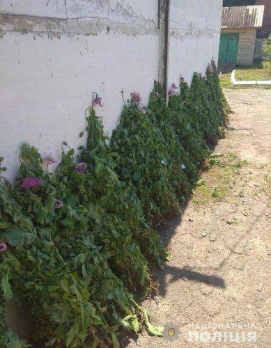 На Черкащині жінки вирощували плантації снодійного маку (фото)
