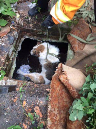 На Черкащині з дерева рятували кота, а з ями собаку (фото)