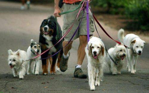 Черкасці просять обладнати додаткову територію для вигулу собак 