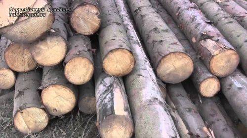 На Черкащині лісоруби знищили дерев на майже півтора мільйони гривень