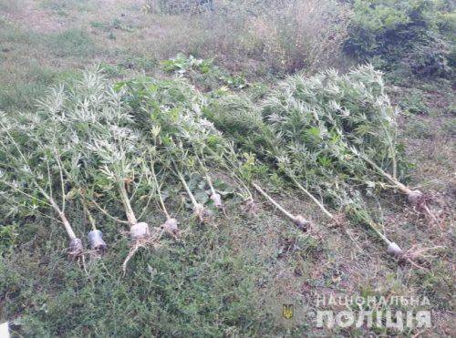 На Черкащині в горщиках вирощували коноплю (фото)