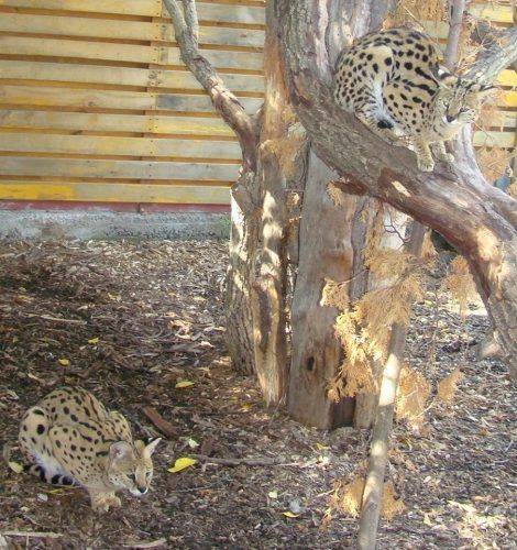 Черкаський зоопарк показав своїх улюбленців у Всесвітній день кішки (фото)