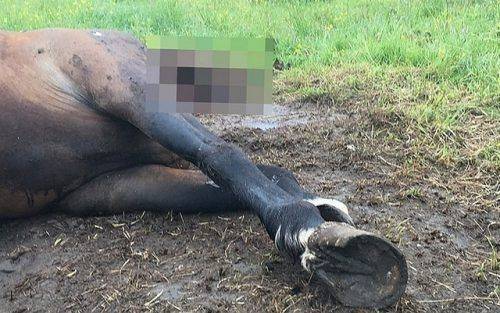 На Черкащині знайшли труп коня (фото)