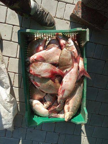 На Черкащині браконьєри наловили риби майже на 20 тисяч гривень (фото)