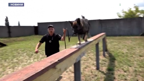 24 собаки-пошуковці допомагають вибухотехнікам у Черкасах (відео)