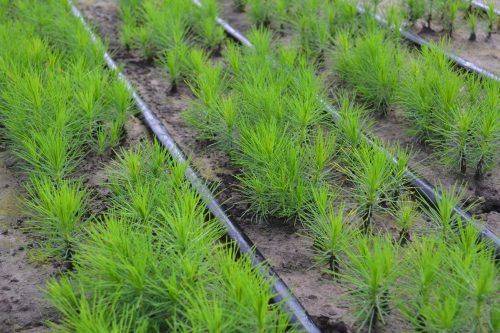На Черкащині вирощують стійкі до посухи породи дерев (фото)