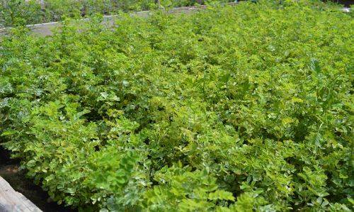 На Черкащині вирощують стійкі до посухи породи дерев (фото)