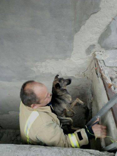 На Черкащині з глибокої ями діставали собаку (фото)