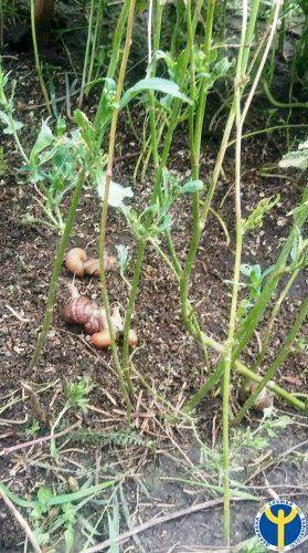 Гастрономічний делікатес: на Черкащині почали вирощувати равликів (фото)