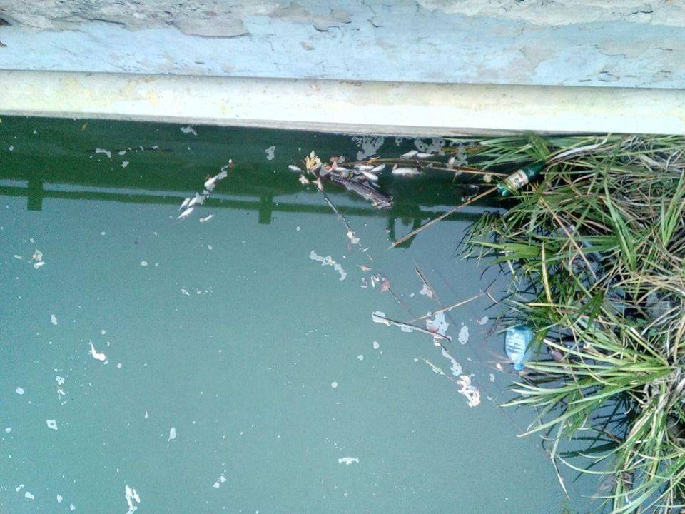 У річці на Черкащині виявили мертву рибу (фото) 