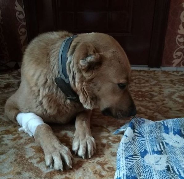 На Черкащині шукають господаря собаки, який відстав від потяга з військовими