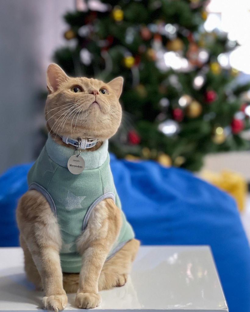 Коти проти ялинок: як черкасцям вберегти новорічне дерево від “пухнастих” атак