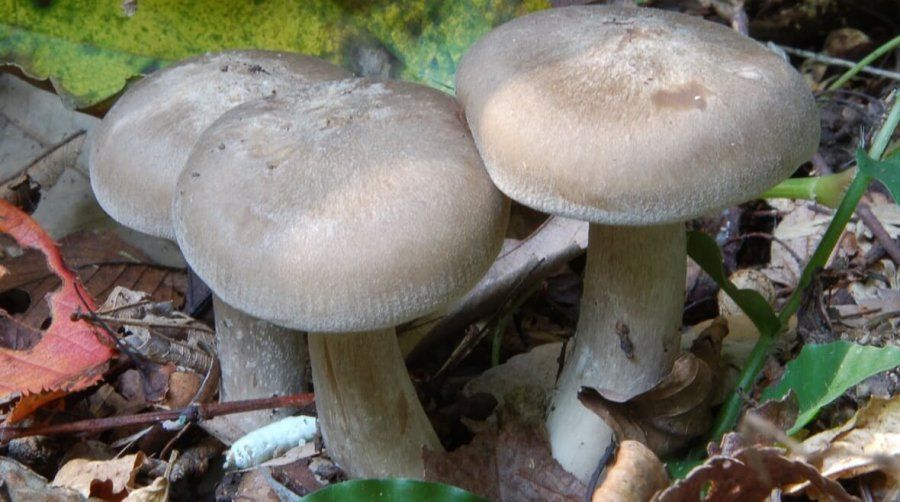 На Черкащині зафіксували перший з початку року випадок отруєння грибами
