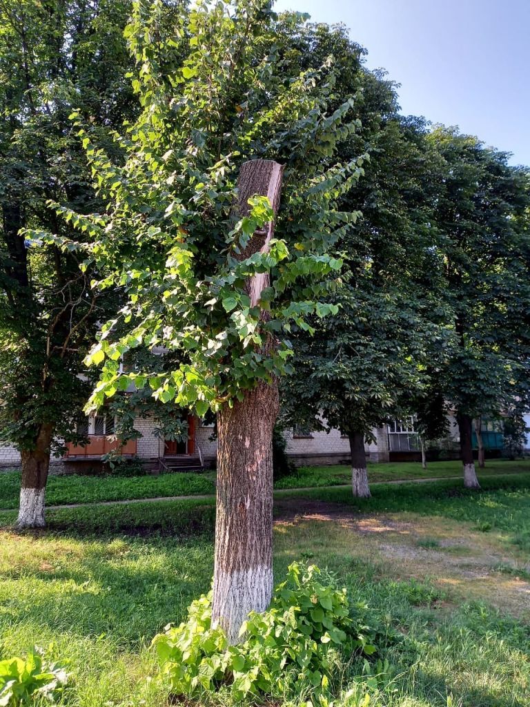 На Черкащині суд стягнув із сільської ради збитки за омертвіння майже 70 дерев