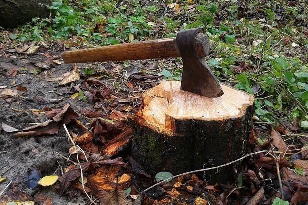 На Уманщині розслідують факт вирубки дерев в парку