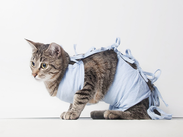 Cat wearing a light blue fabric wrap tied around its body, sitting on a white surface.