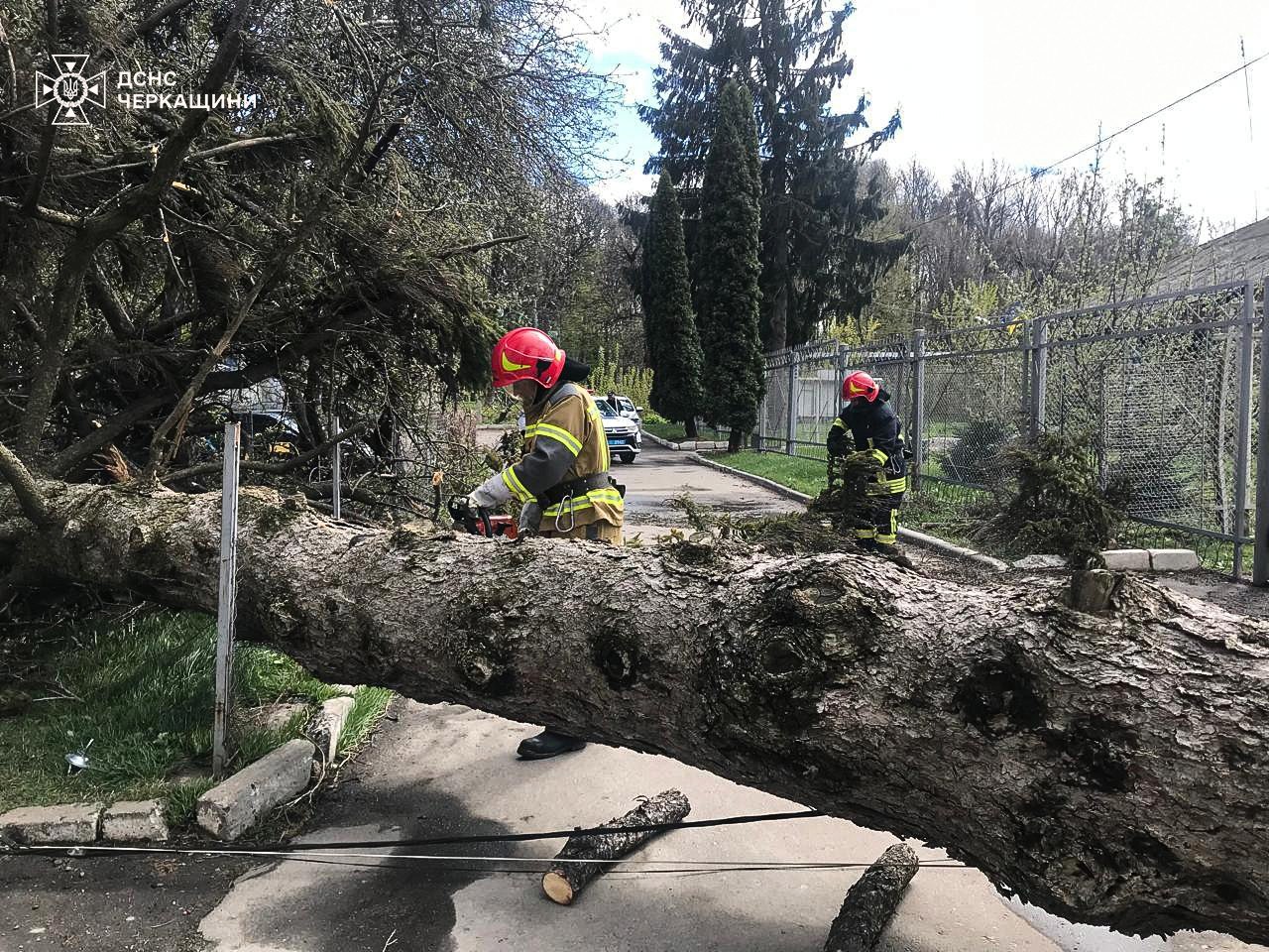 Firefighters in red helmets cutting a large fallen tree that blocks a street; a chain saw is in use near the trunk.