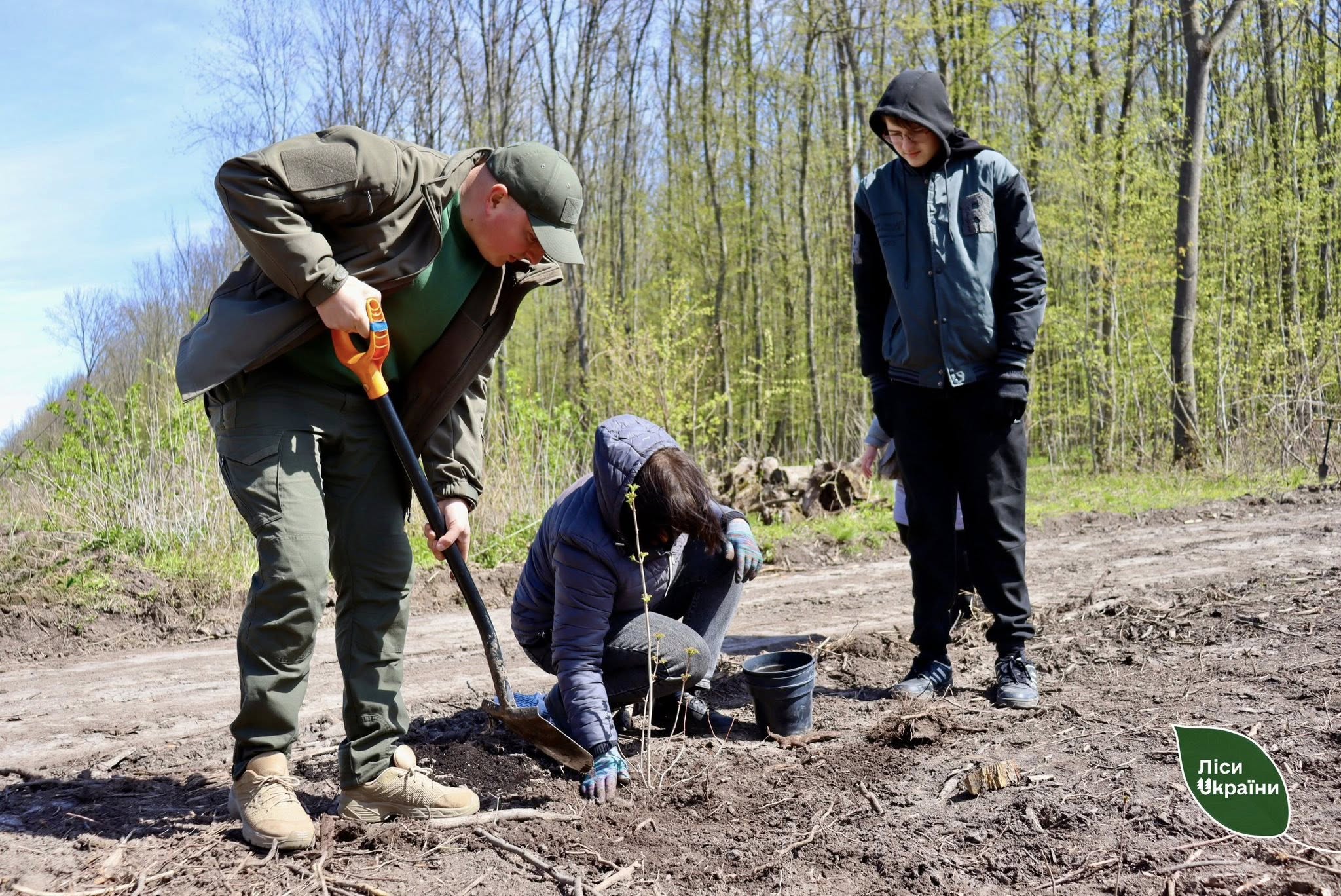 Group of people planting saplings in a dirt clearing; one person digs with a shovel while two others stand nearby, with a green "Ліси України" sign in the foreground.