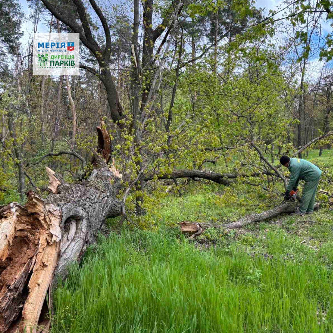 Worker in green overalls cutting a fallen tree with a chainsaw in a park, city parks logo in the top-left corner.