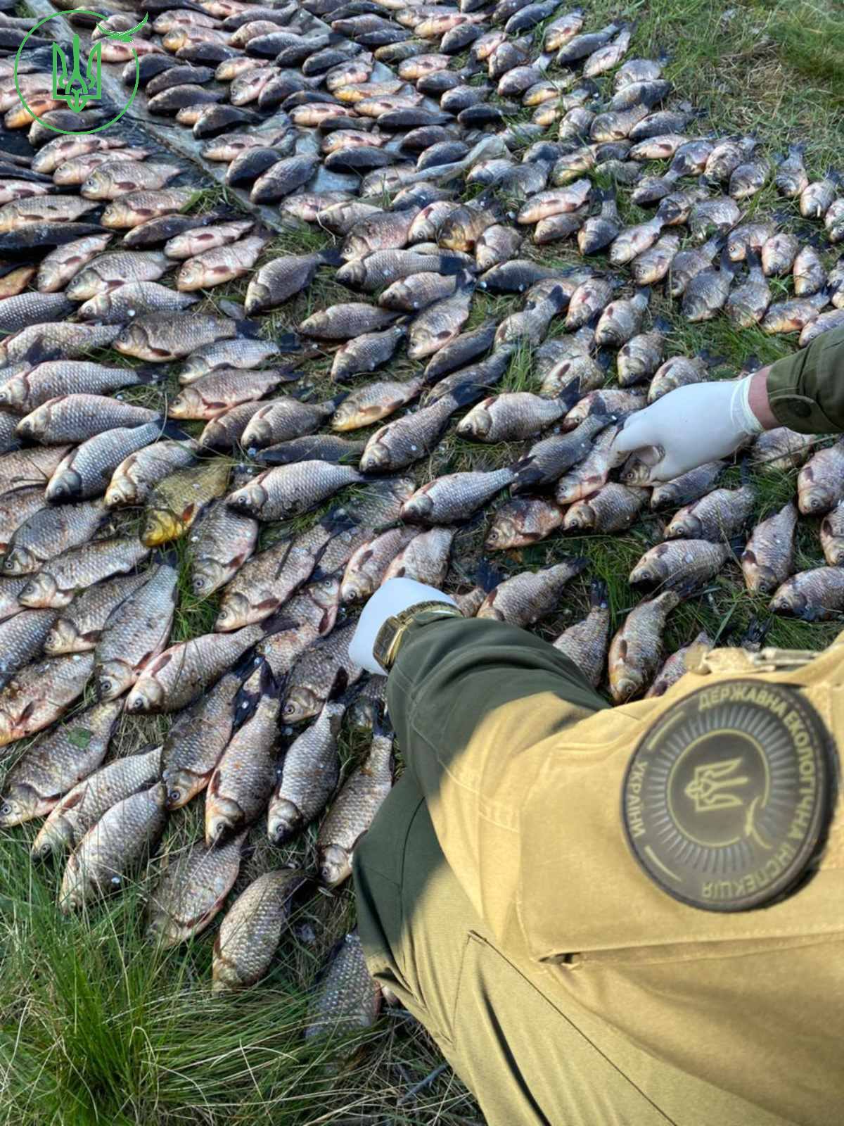 Large number of fish laid out on grass in neat rows, with a gloved hand and a uniformed person nearby.