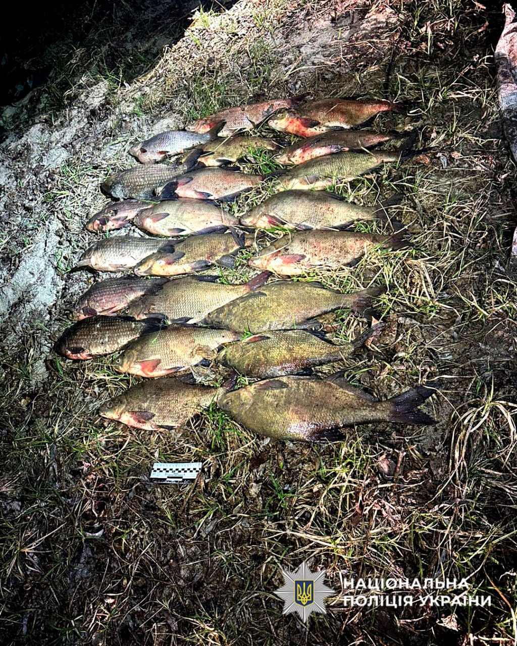 Several large fish laid out on grass and dirt, with a measuring card nearby; watermark of the Ukrainian National Police in the corner.