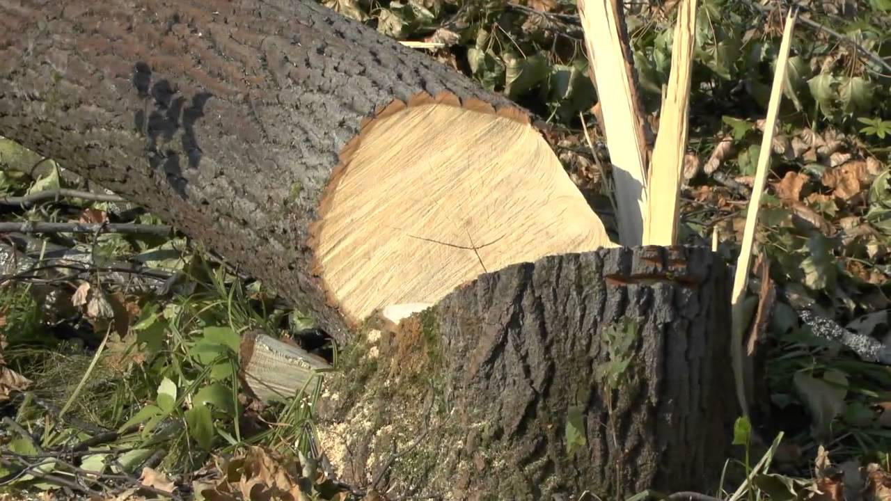 Freshly cut tree trunk with a circular cross-section showing pale wood and jagged bark, surrounded by leaves and branches.