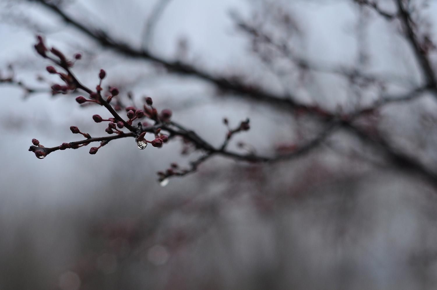 Close-up of a twig with red buds and a single water droplet, against a blurred winter background.
