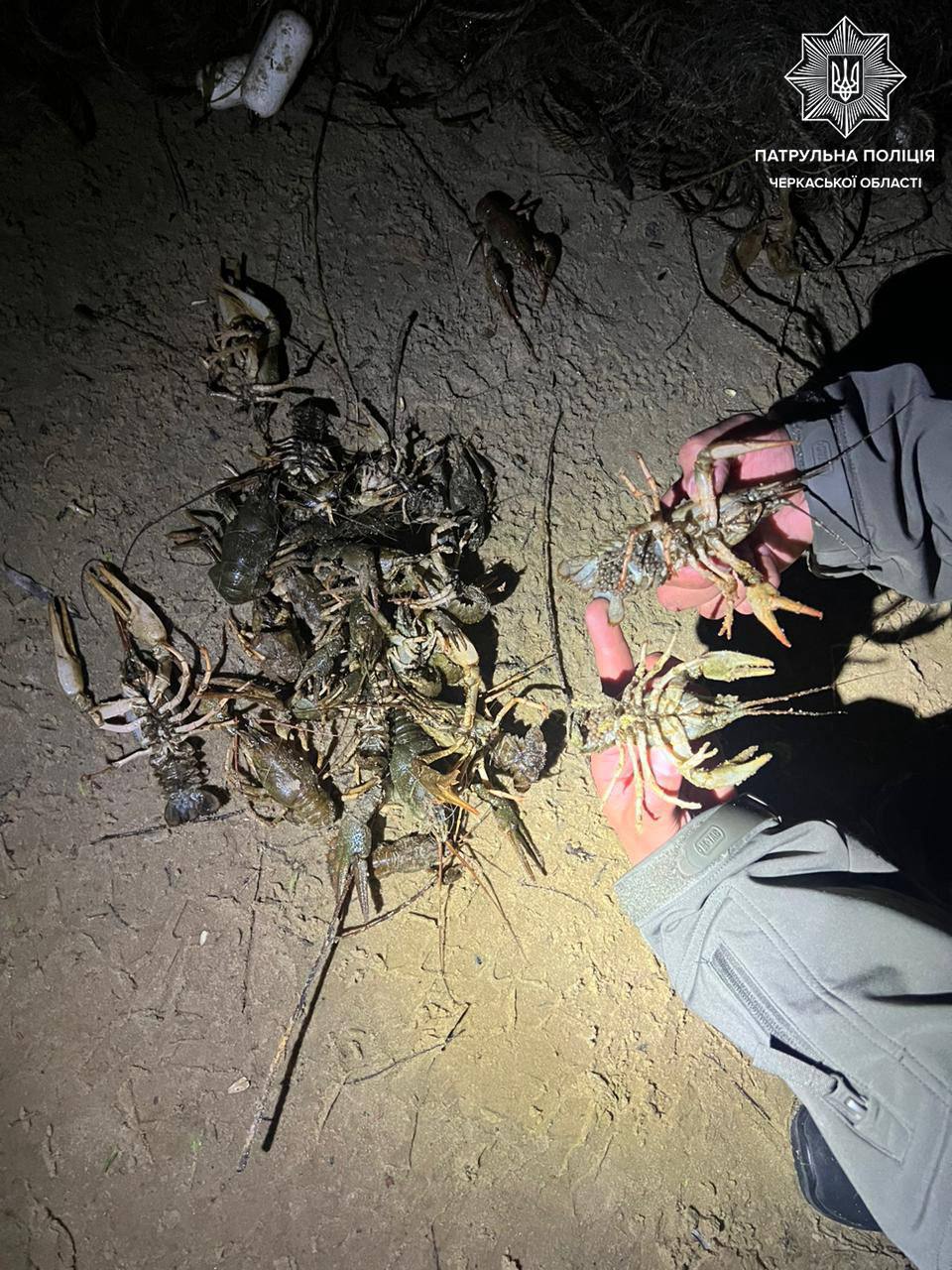 Pile of crayfish scattered on muddy ground at night, a gloved hand holding one specimen; police emblem in the corner of the image.