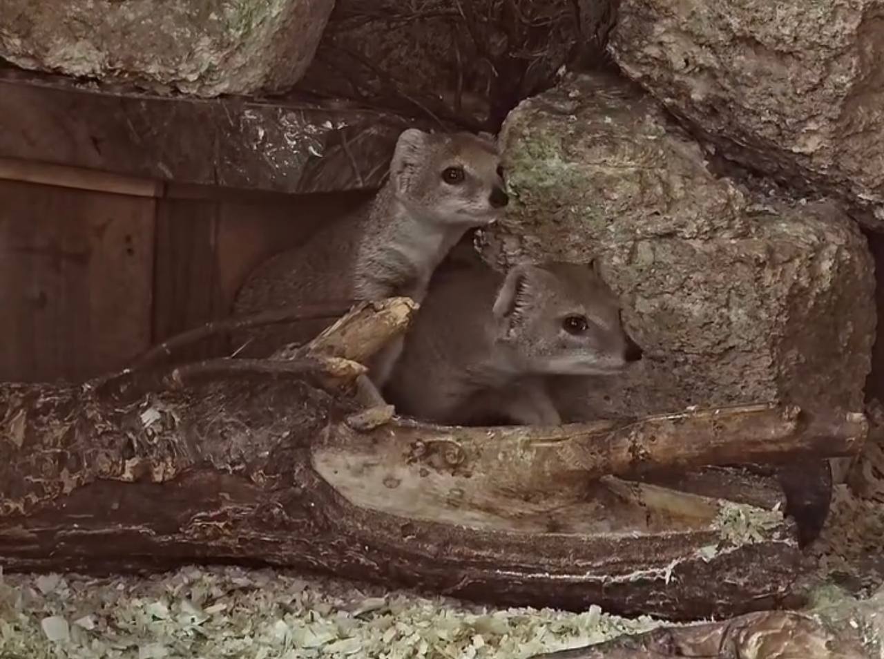 Two small gray pikas peering out from a rocky crevice in a wooden shelter.