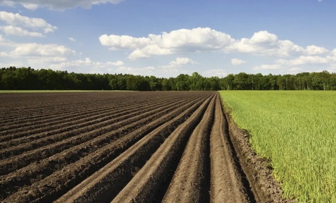 Field with dark, furrowed plowed soil on the left and bright green young crops on the right under a blue sky with scattered clouds