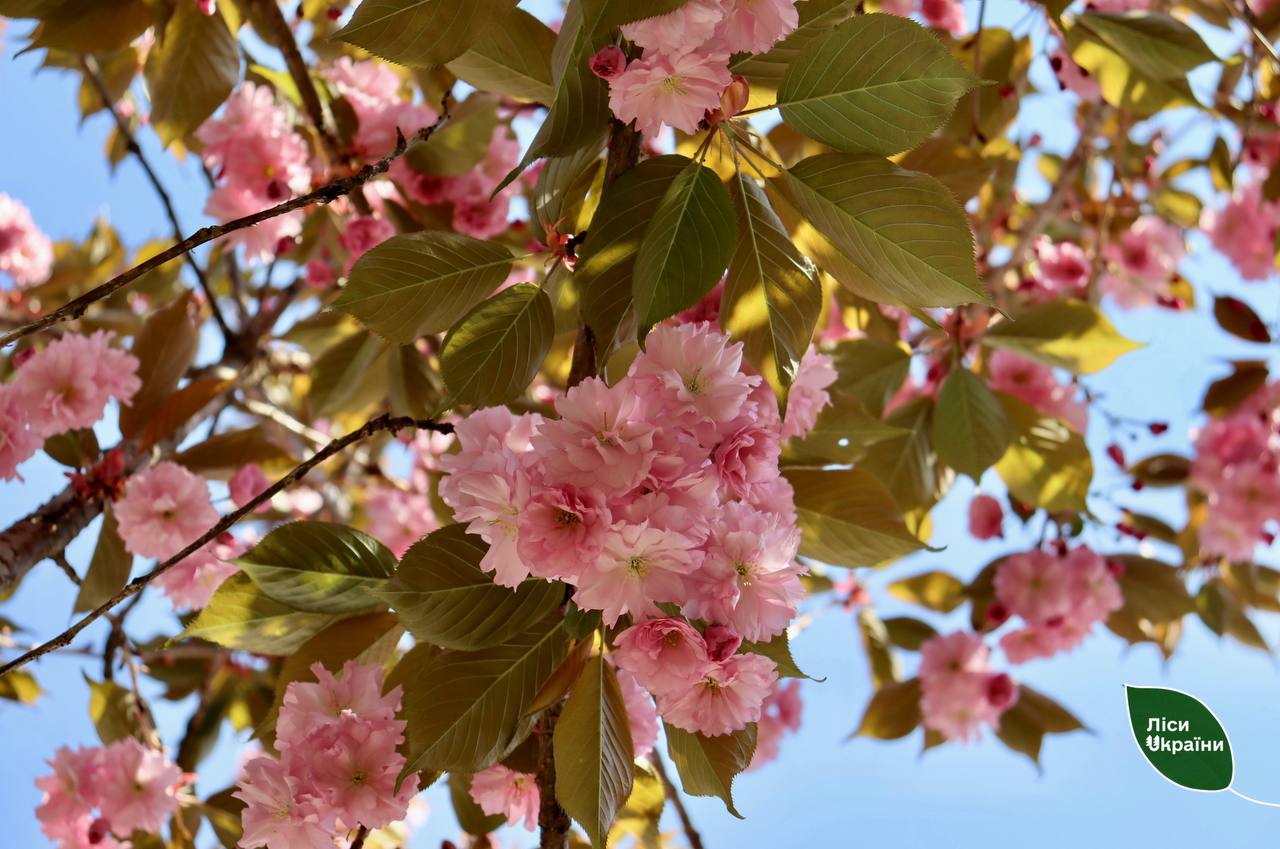 Cluster of soft pink cherry blossoms on a tree with green leaves against a blue sky; logo in the bottom-right corner.