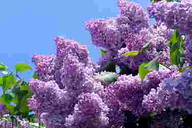 Purple lilac blossoms with green leaves against a clear blue sky.