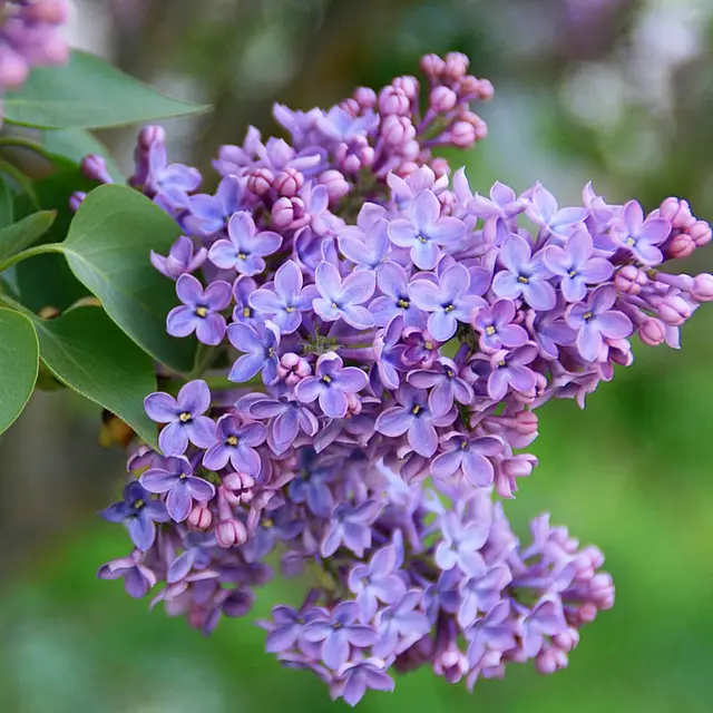 Purple lilac blossoms in full bloom with green leaves nearby.