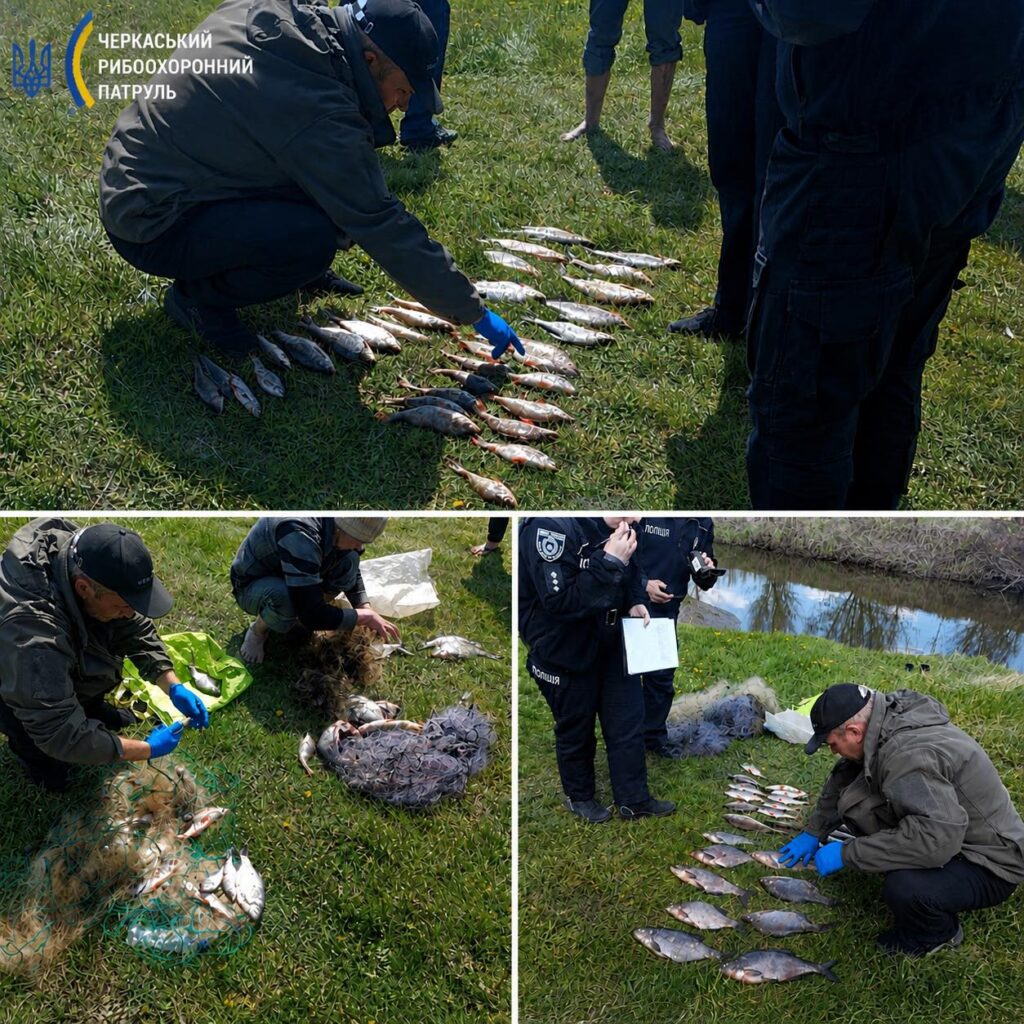 Patrol officers in uniform counting and arranging multiple fish laid out on a grassy area during an inspection.