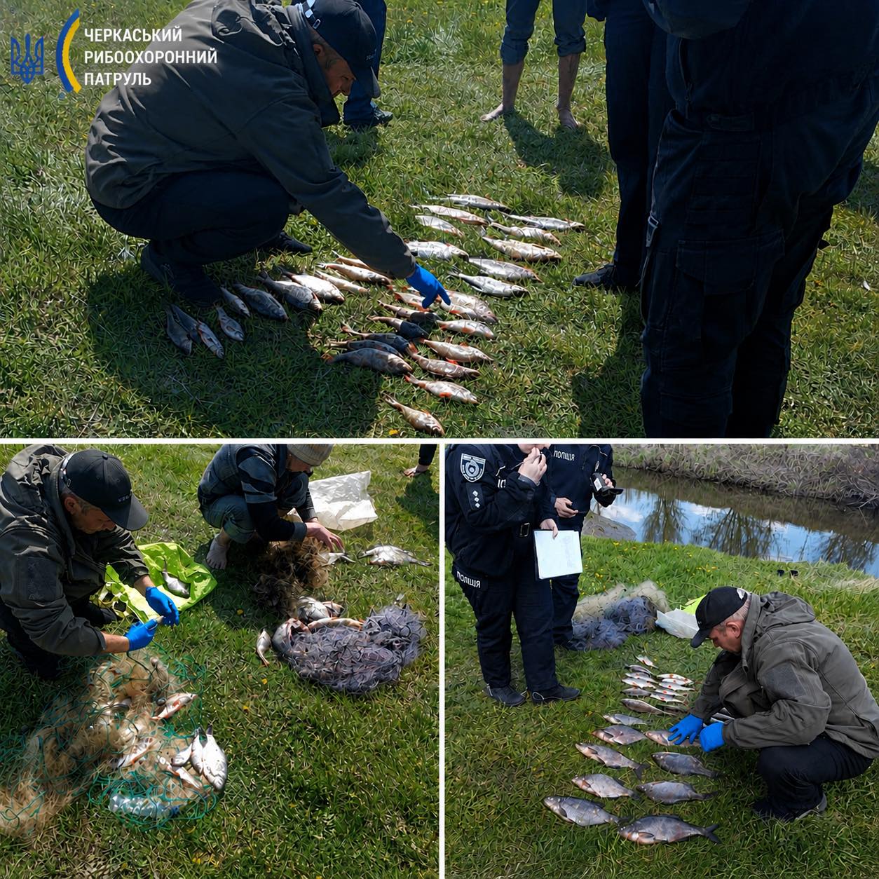 Patrol officers in uniform counting and arranging multiple fish laid out on a grassy area during an inspection.