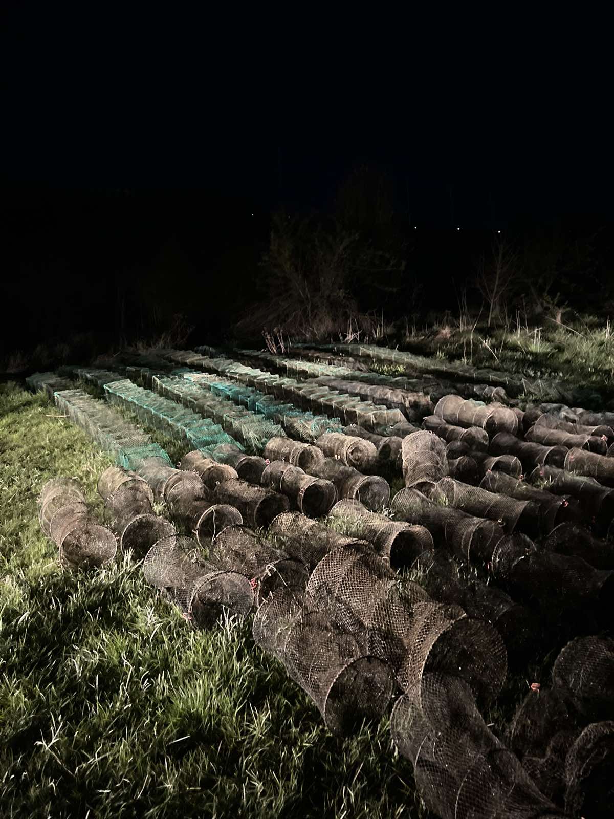 Rows of cylindrical metal mesh tubes arranged in neat rows in a grassy field at night.