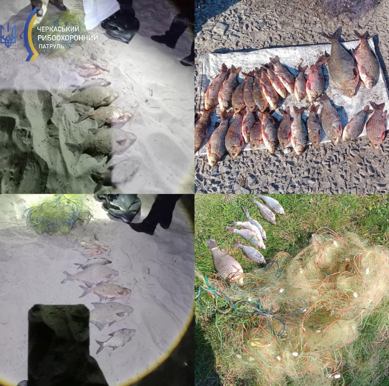 Grid collage showing multiple fish laid out on ground and in nets, with a Cherkasy River Patrol logo in the top-left corner. (informative: fishing haul)