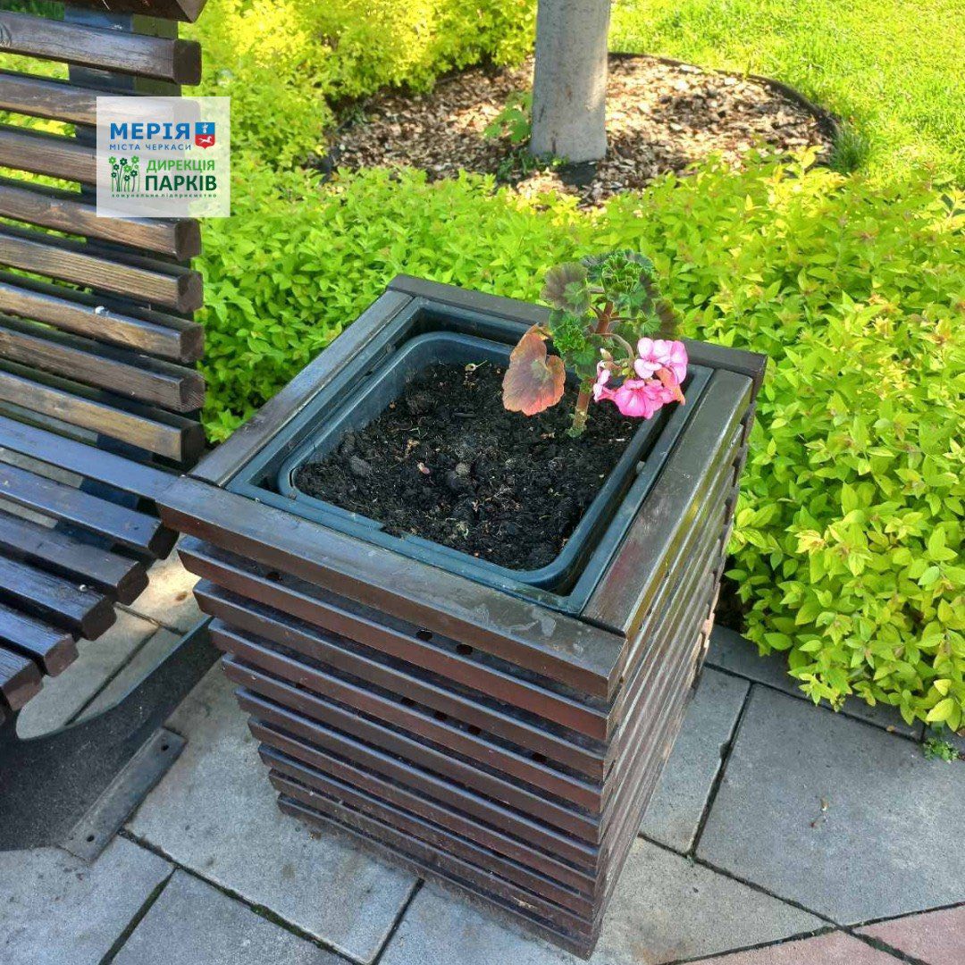 Wooden square planter with soil and a pink geranium in a city park area.