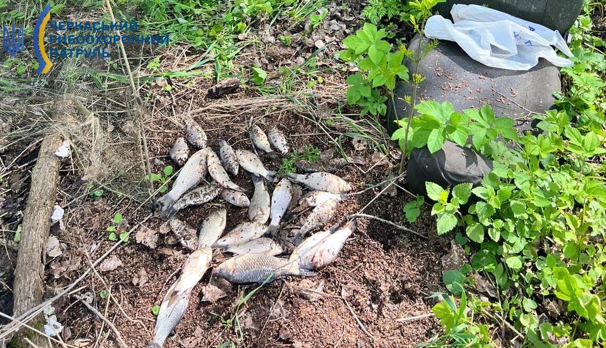 Pile of dead fish lying on soil next to plants, with a plastic bag and greenery nearby; a logo in the top-left corner indicates a conservation message.